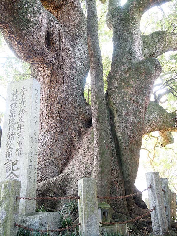 天満神社の大楠