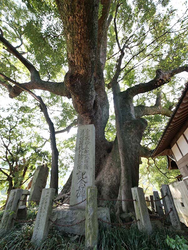 天満神社の大楠