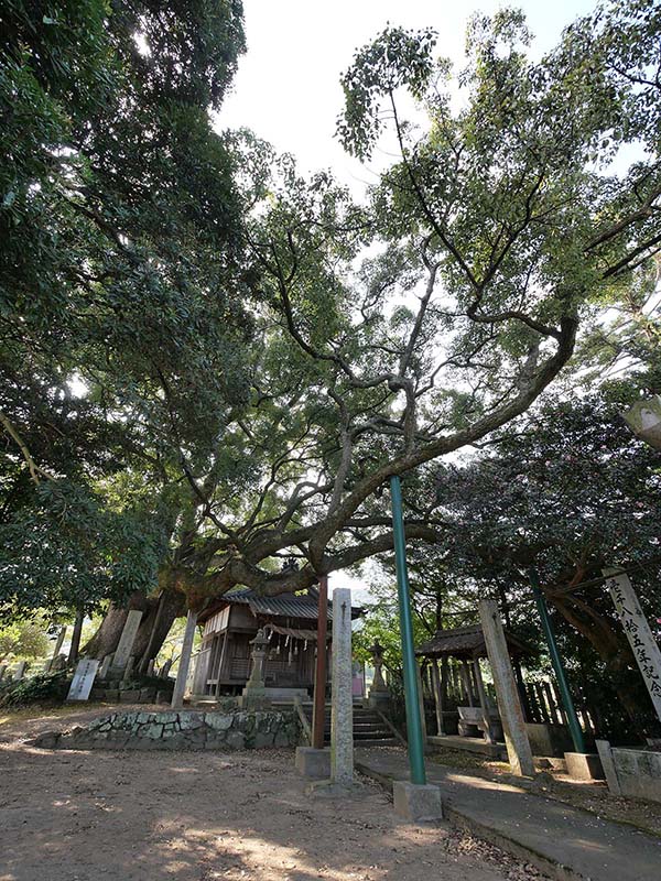 天満神社の大楠