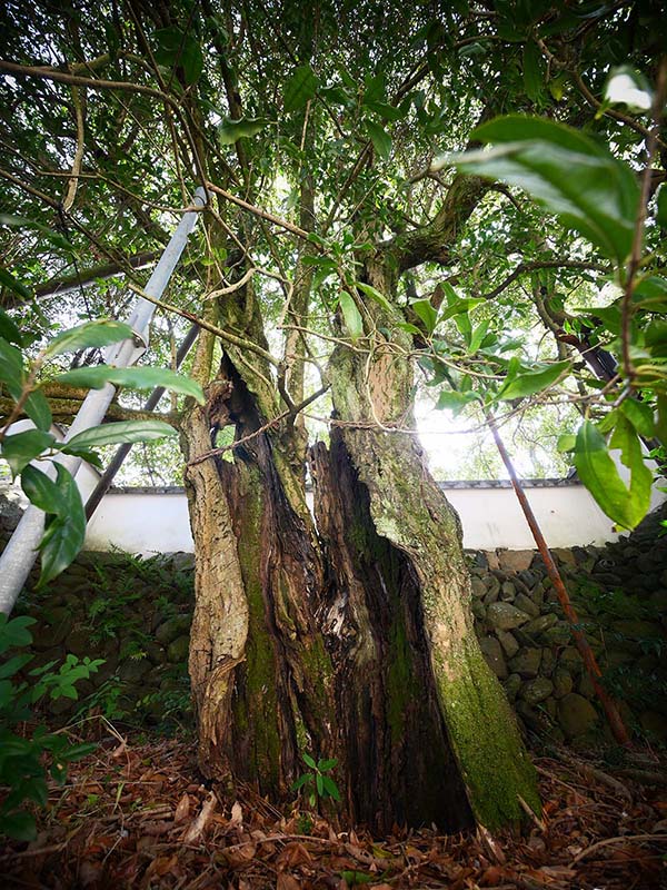 王至森寺のキンモクセイ