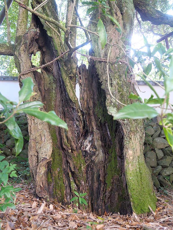 王至森寺のキンモクセイ