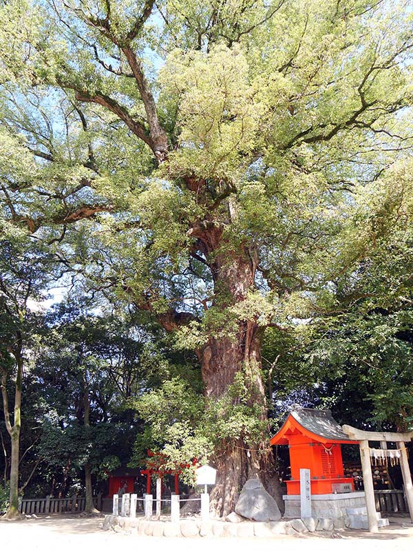 一宮神社の楠