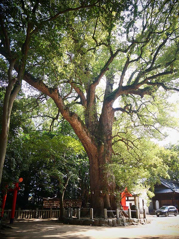 一宮神社の楠