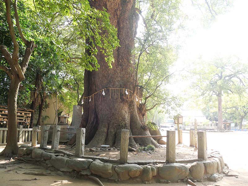 一宮神社の楠