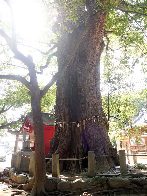 一宮神社の楠