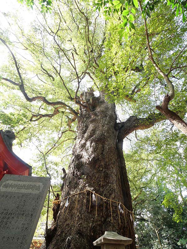 一宮神社の楠