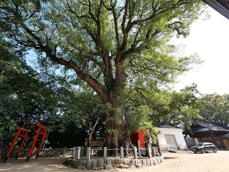 一宮神社の楠