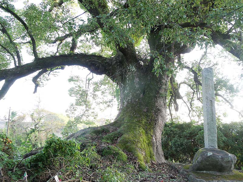 白山神社の大楠