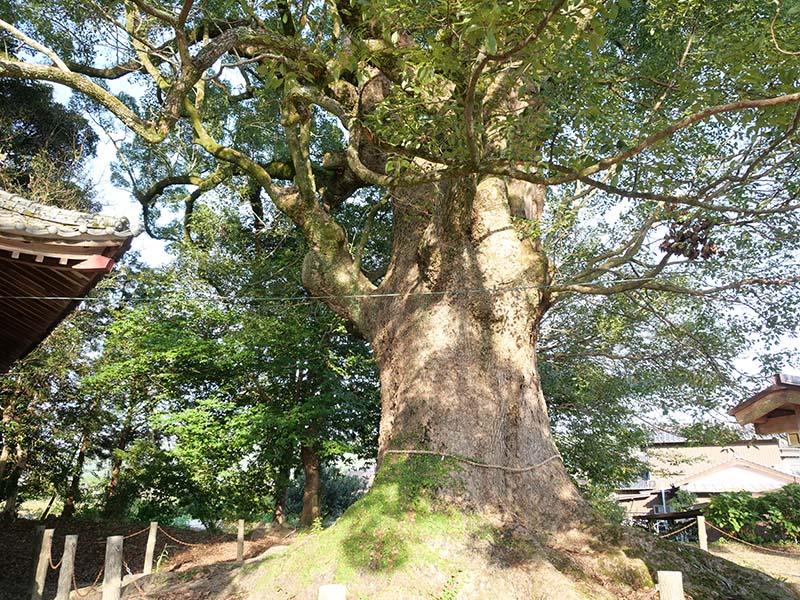 須佐神社の大樟