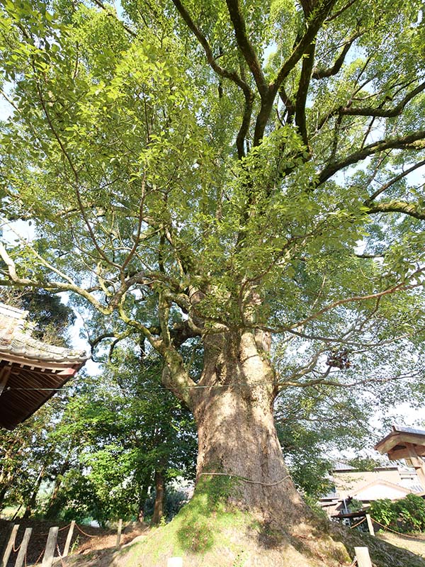 須佐神社の大樟