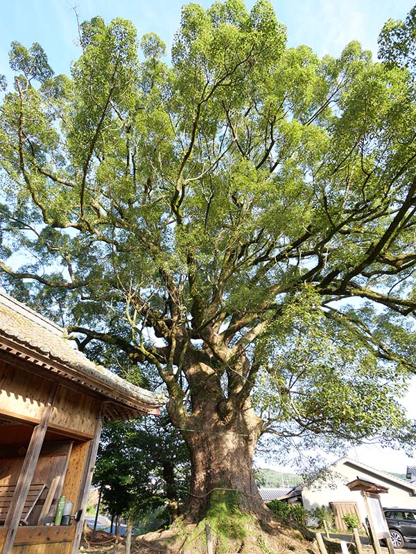 須佐神社の大樟