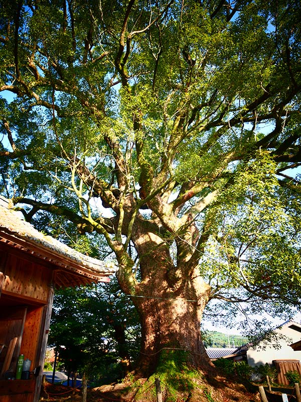 須佐神社の大樟