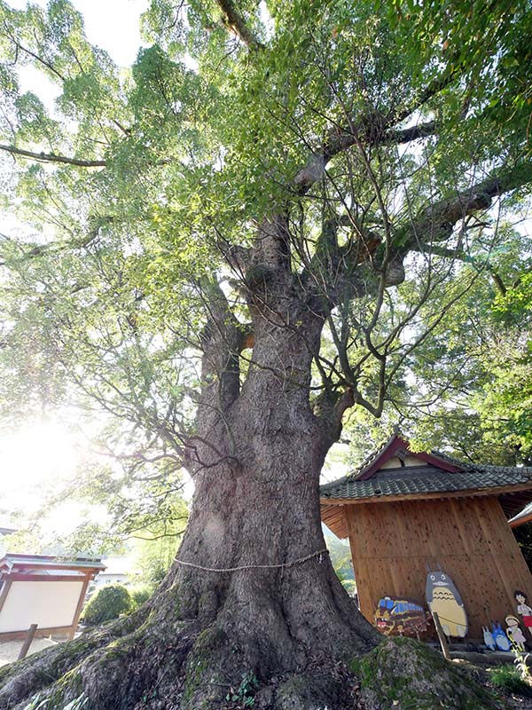 須佐神社の大樟