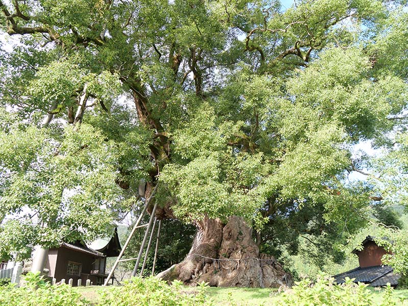 本庄の大楠