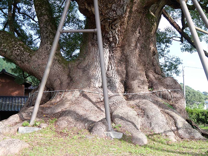 本庄の大楠