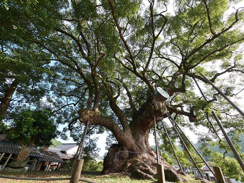 本庄の大楠