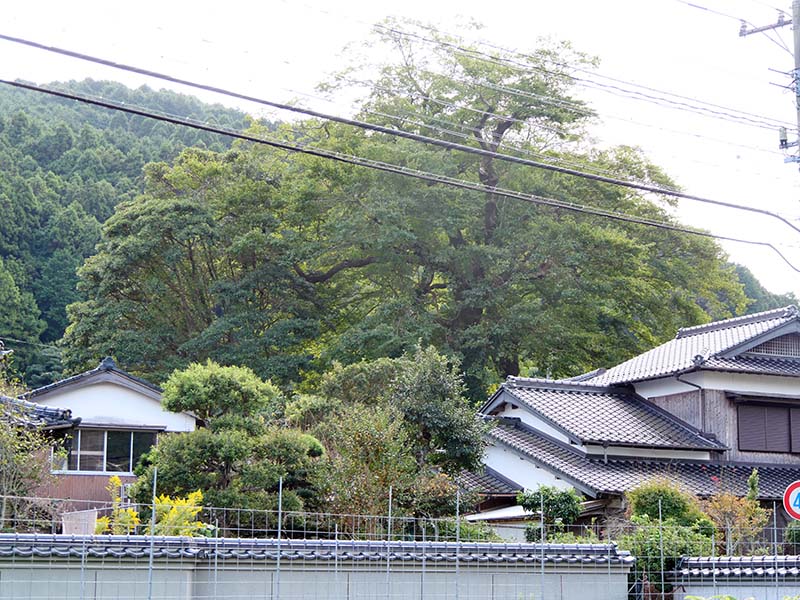 木井馬場のムクのキ