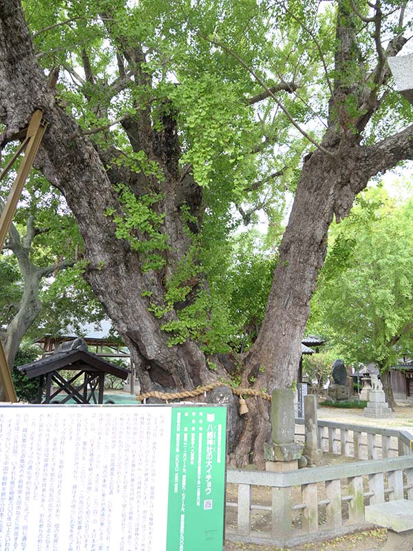 八劔神社の大イチョウ