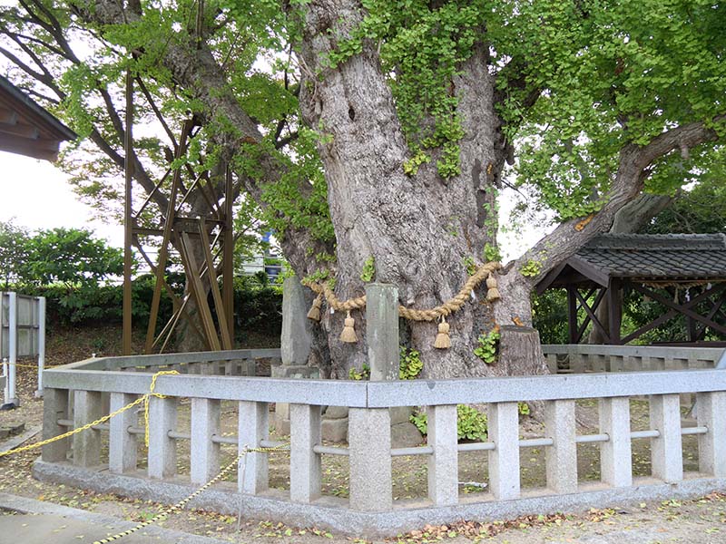 八劔神社の大イチョウ