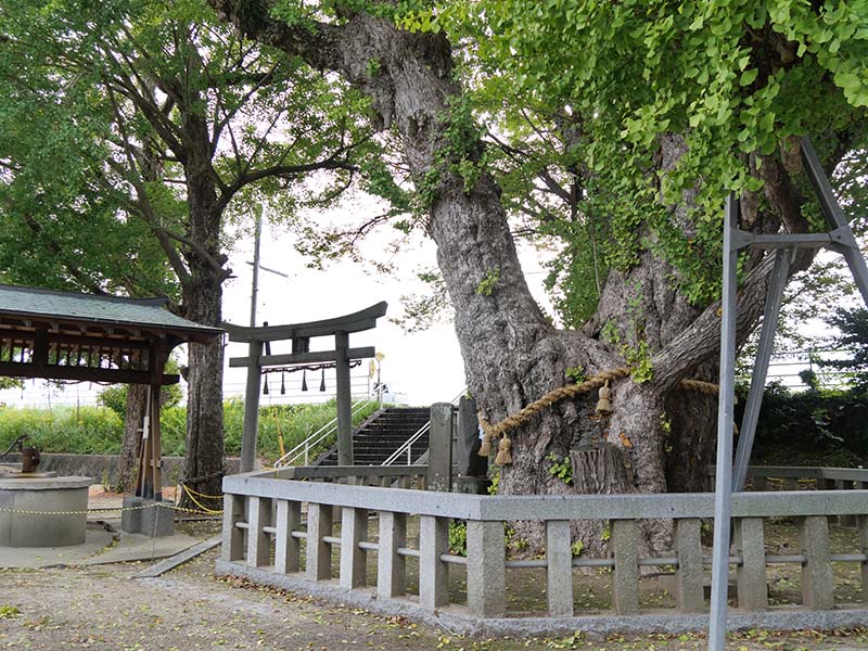 八劔神社の大イチョウ