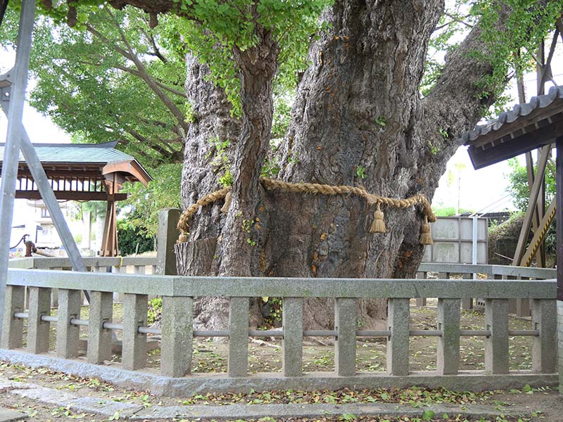 八劔神社の大イチョウ