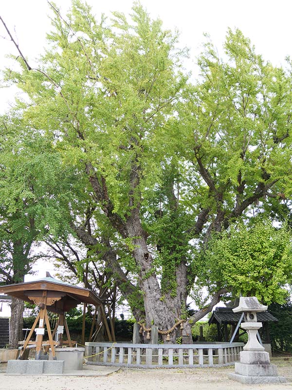 八劔神社の大イチョウ