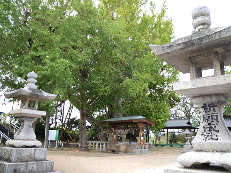 八劔神社の大イチョウ