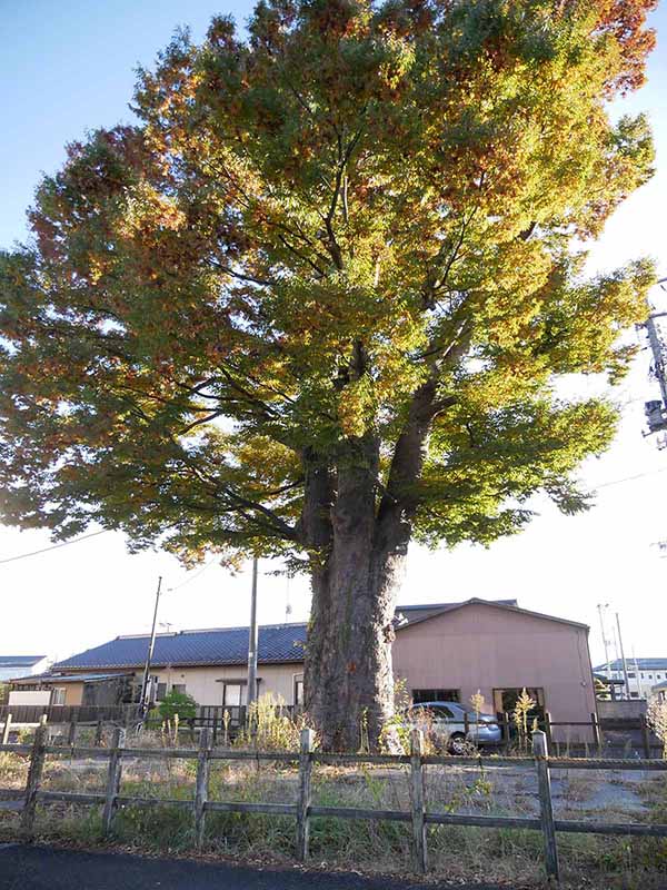 旧陣屋の大ケヤキ