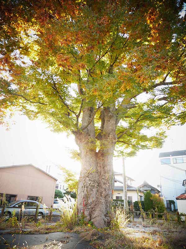 旧陣屋の大ケヤキ