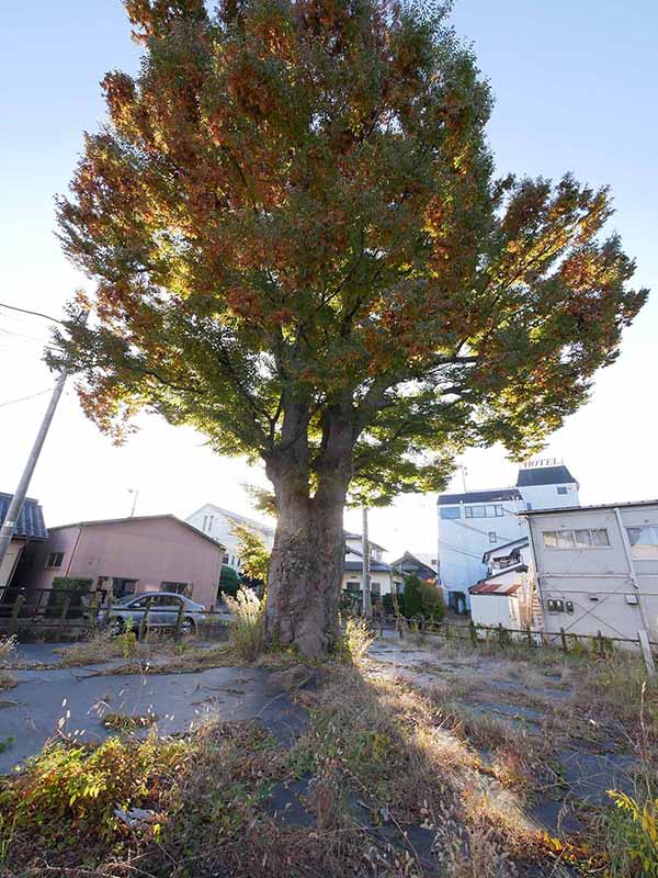 旧陣屋の大ケヤキ