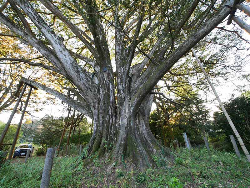 塩貝の大カヤ