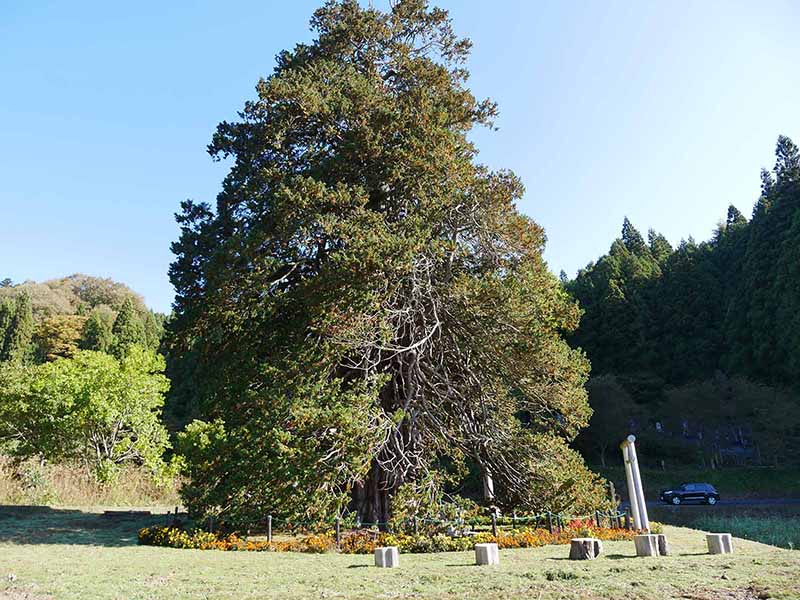 沢尻の大ヒノキ（さわら）