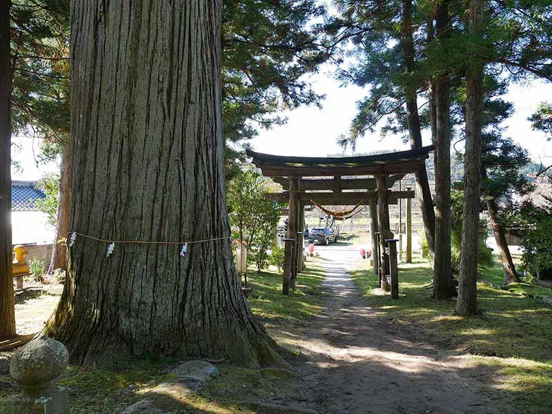 諏訪神社の翁スギ媼スギ