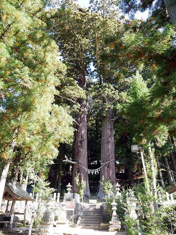 諏訪神社の翁スギ媼スギ