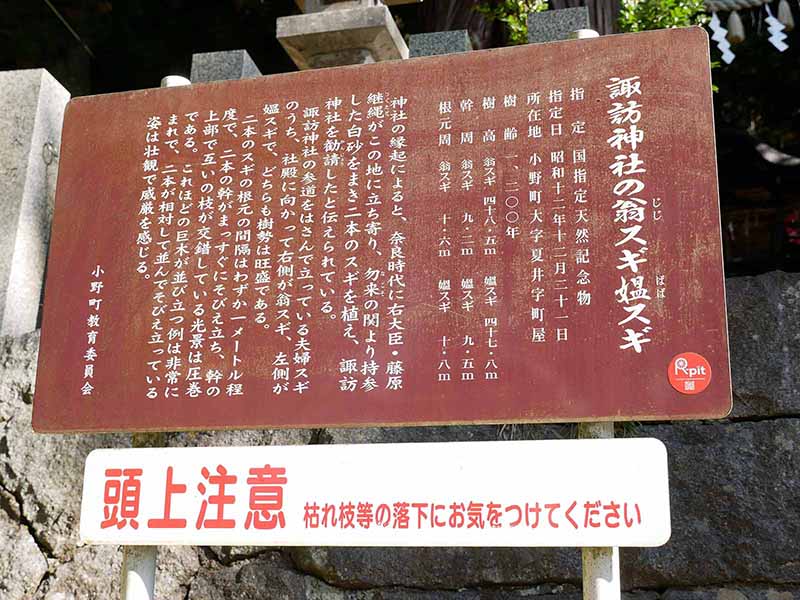 諏訪神社の翁スギ媼スギ