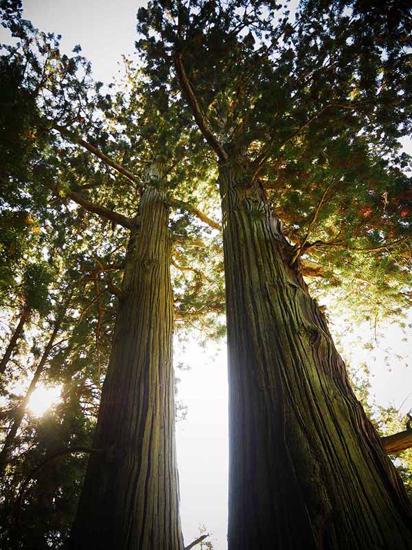 諏訪神社の翁スギ媼スギ