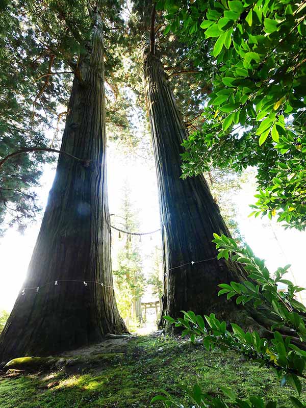 諏訪神社の翁スギ媼スギ