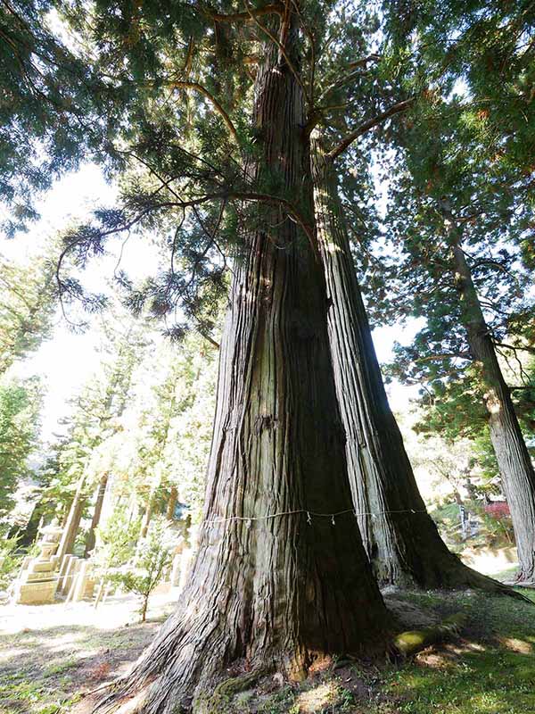 諏訪神社の翁スギ媼スギ