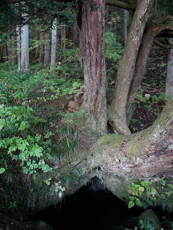 諏訪神社のあかぎ