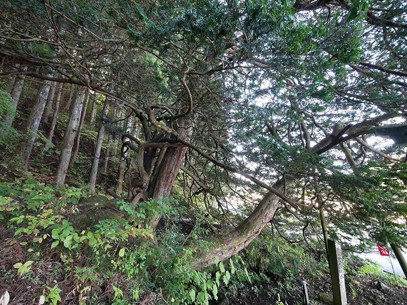 諏訪神社のあかぎ