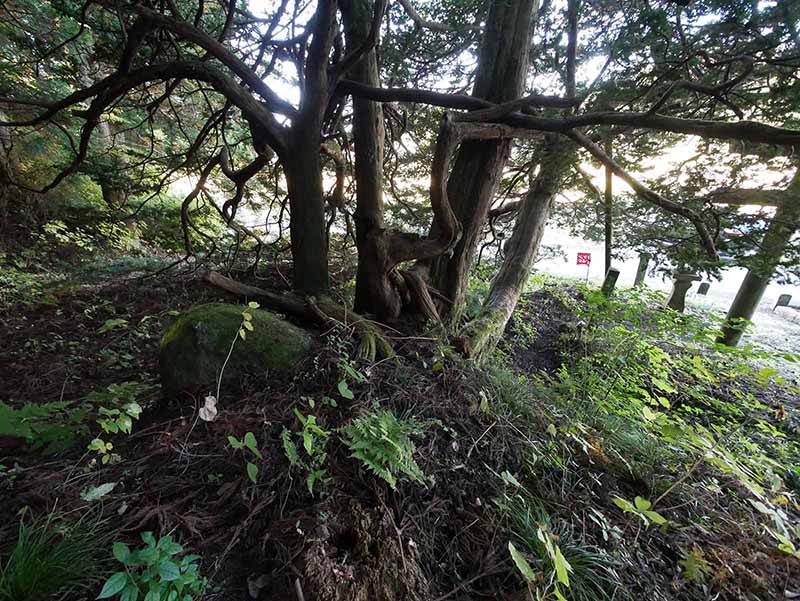 諏訪神社のあかぎ