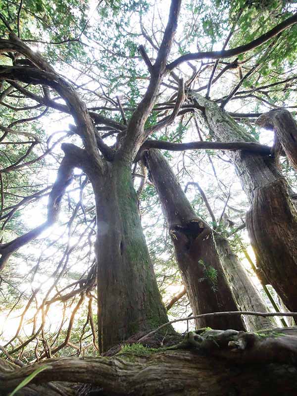 諏訪神社のあかぎ