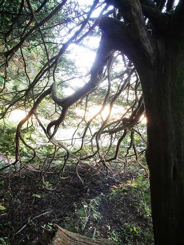 諏訪神社のあかぎ