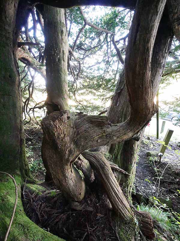 諏訪神社のあかぎ