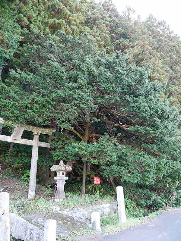 諏訪神社のあかぎ