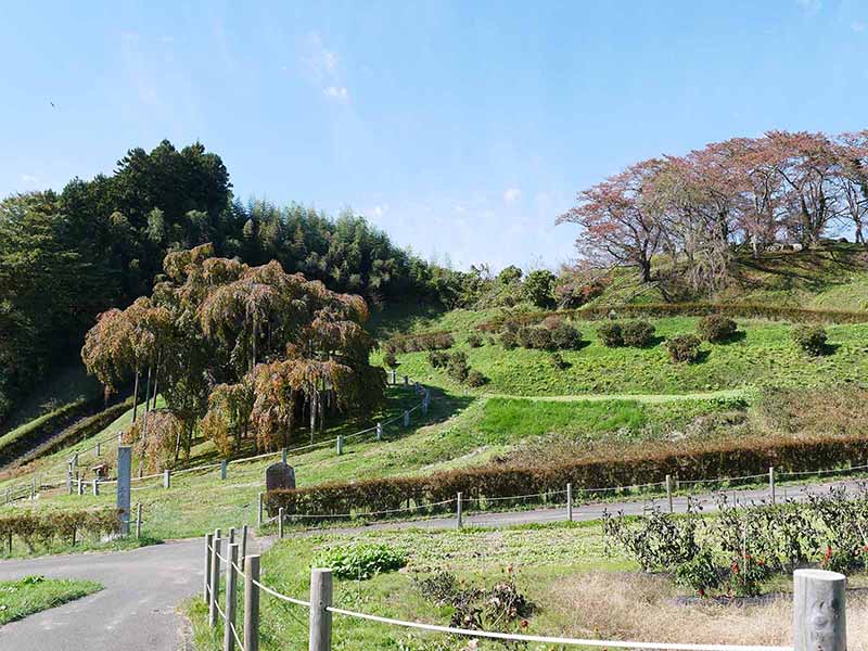 三春滝桜