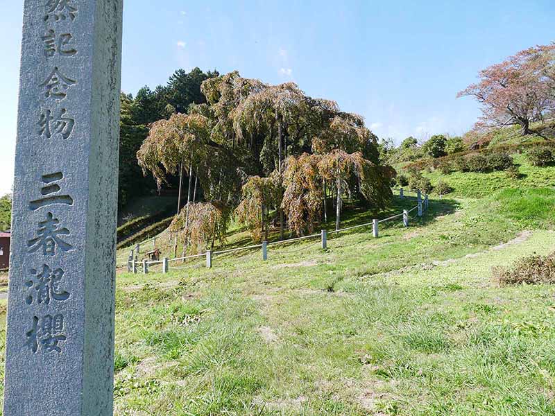 三春滝桜