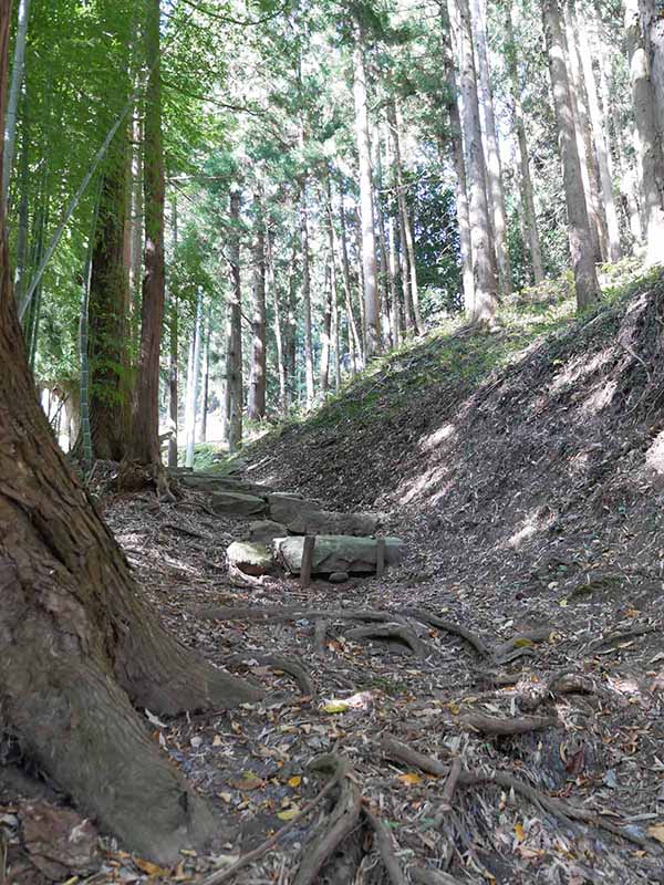 白山比咩神社のブナ