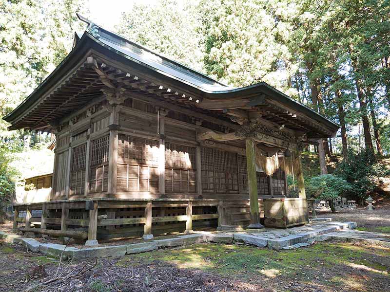 白山比咩神社のブナ