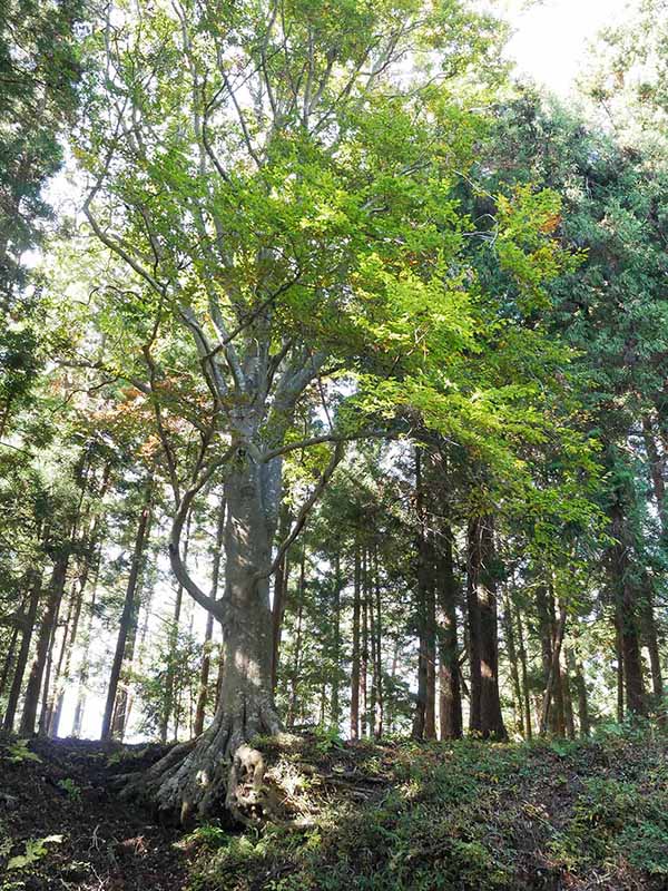 白山比咩神社のブナ